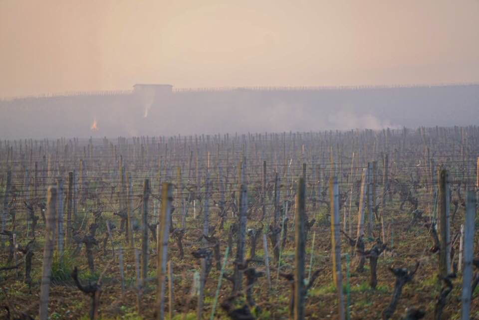 gelo vigneti francia