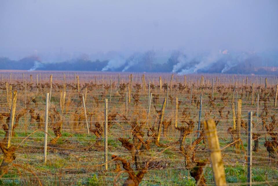 gelo vigneti francia