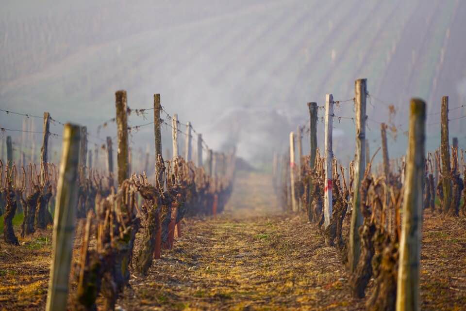 gelo vigneti francia