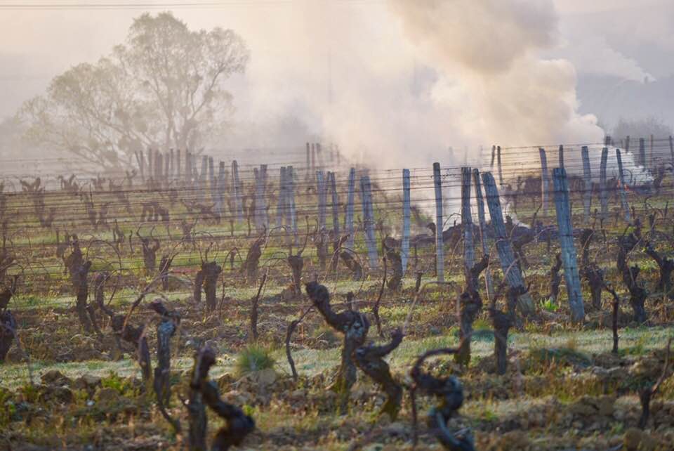 gelo vigneti francia