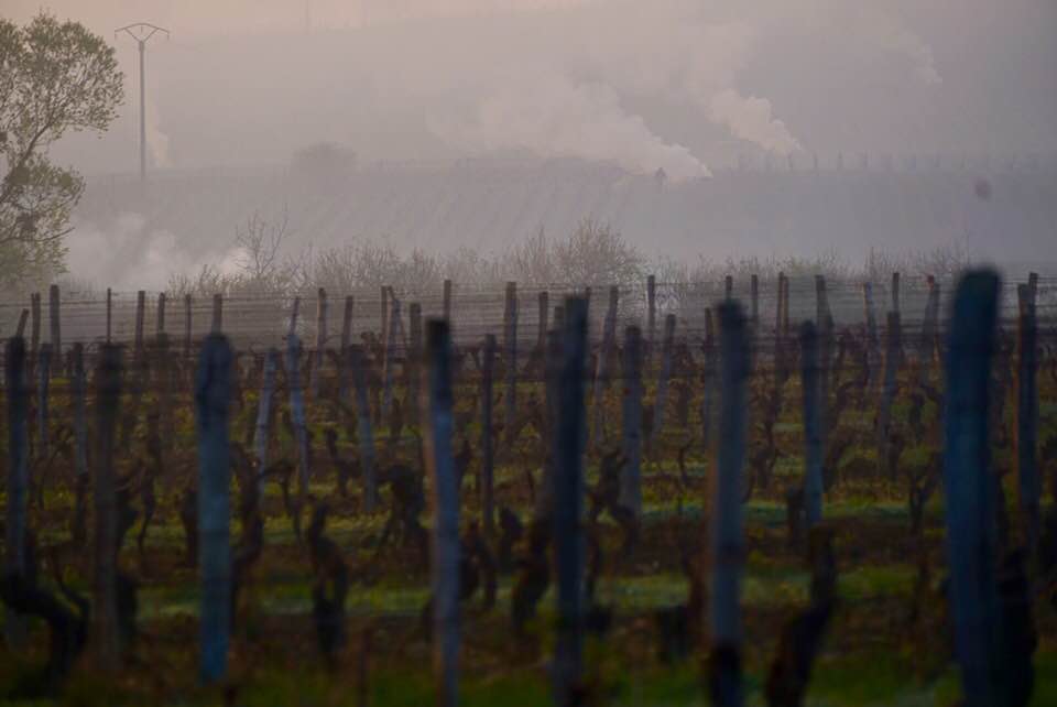 gelo vigneti francia