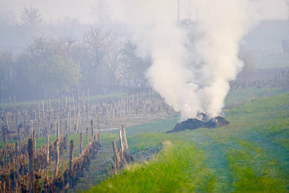 gelo vigneti francia