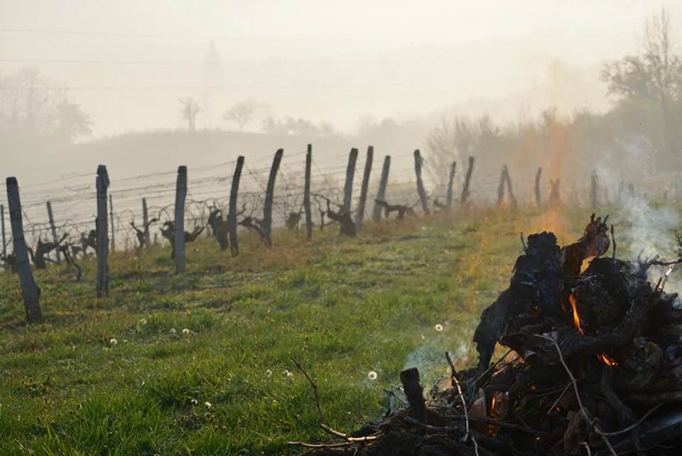 gelo vigneti francia