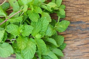 menta piperita