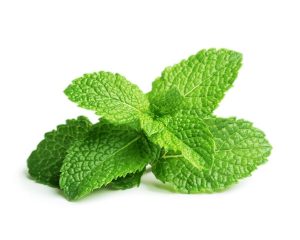 menta piperita
