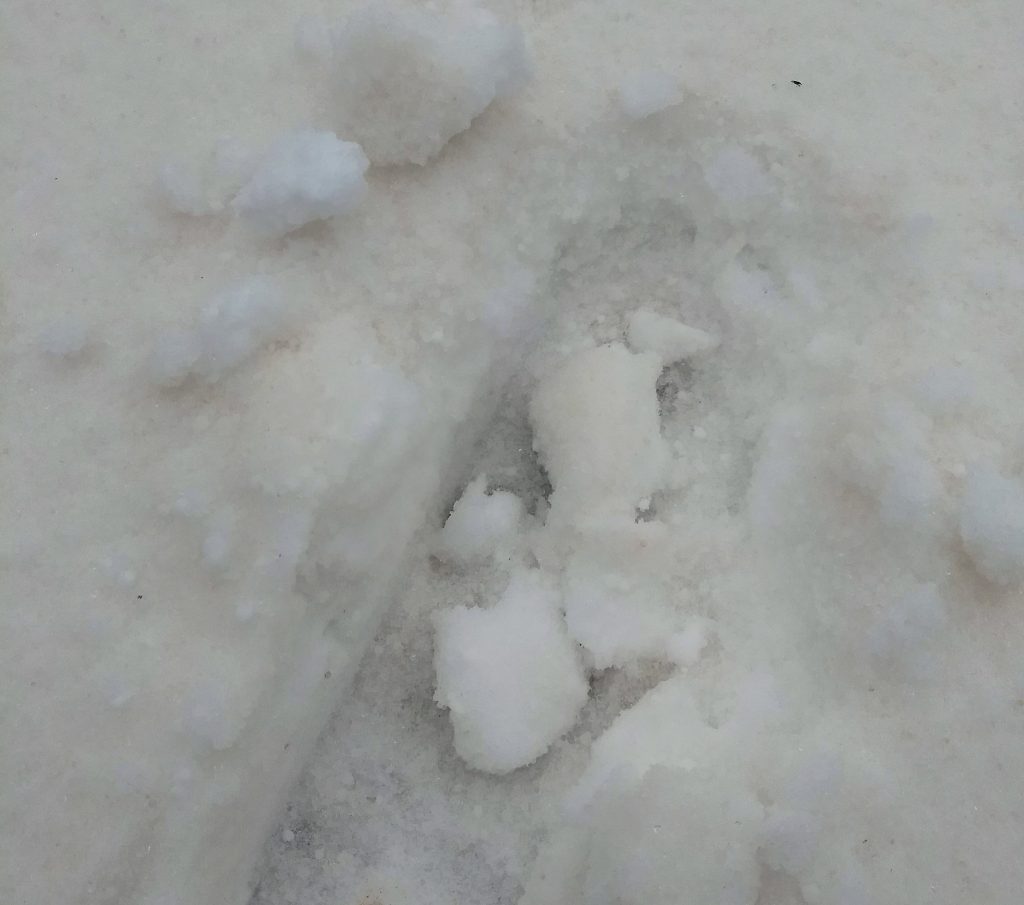 neve colorata usa