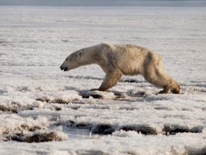 orso polare