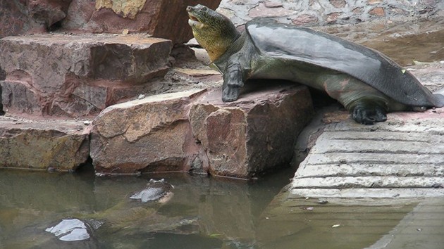tartaruga gigante Yangtze