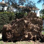 Meteo, forte vento a Los Angeles: alberi abbattuti e migliaia di persone senza elettricità [FOTO]