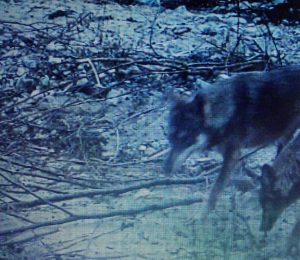 Lupi ripresi con la fototrappola