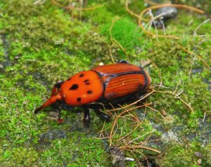 Punteruolo rosso