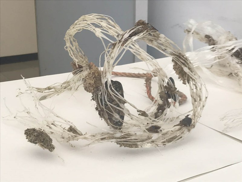 iciclo delle retine per mitilicoltura