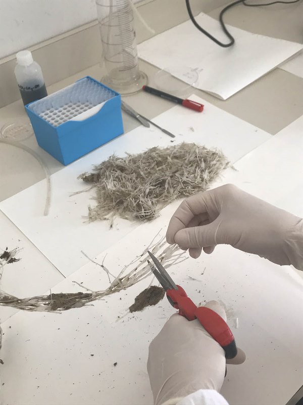 iciclo delle retine per mitilicoltura