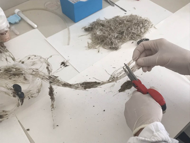 iciclo delle retine per mitilicoltura