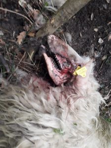 Una pecora presa d'assalto