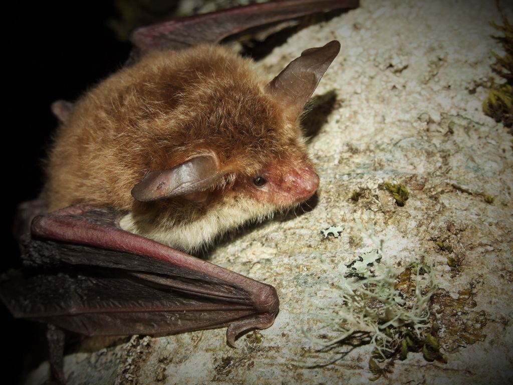 Vespertilio di Bechstein Myotis bechsteinii rid