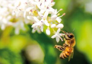ape fiore miele