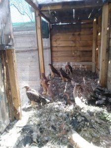 aquile bonelli ispra