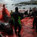 Il mare delle Faroe si colora di sangue: centinaia di balene pilota e delfini uccisi in una brutale “tradizione” secolare [FOTO]
