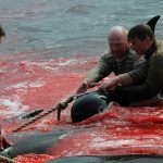 Il mare delle Faroe si colora di sangue: centinaia di balene pilota e delfini uccisi in una brutale “tradizione” secolare [FOTO]