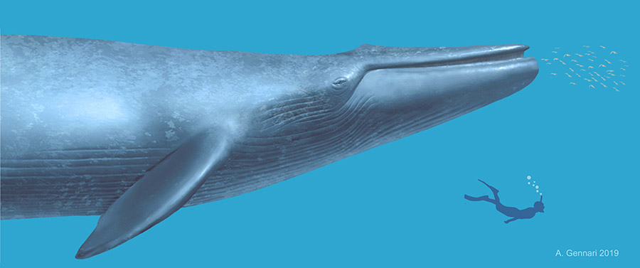 balenottera azzurra