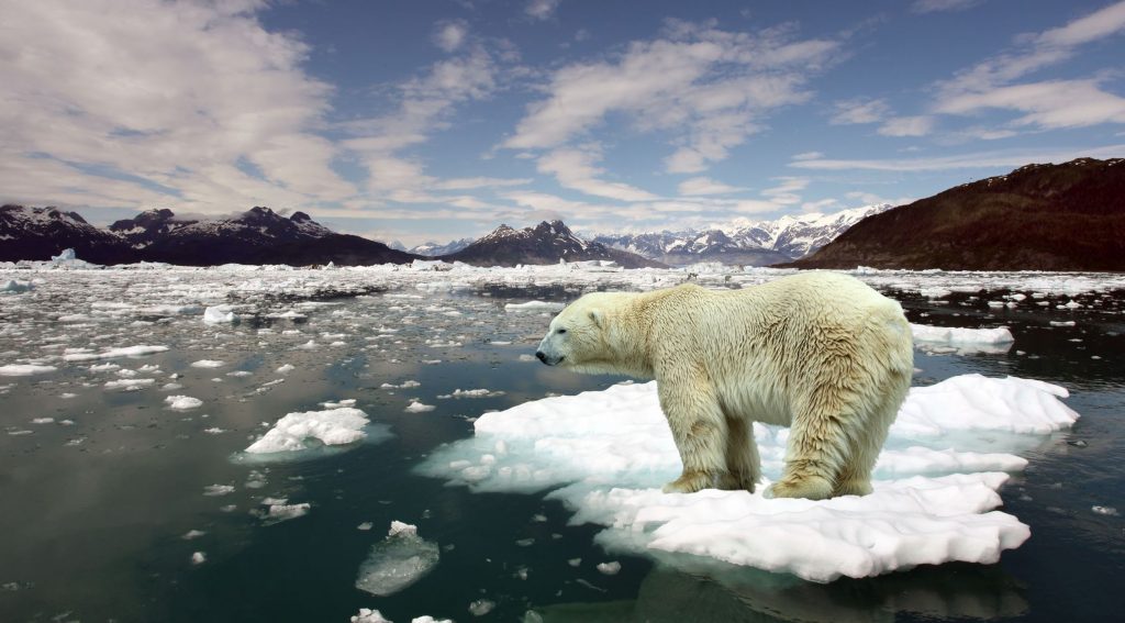 cambiamenti climatici orso polare