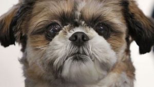 cane