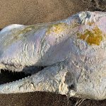 Capodoglio trovato morto sulla spiaggia di Palermo [GALLERY]