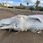 Capodoglio trovato morto sulla spiaggia di Palermo [GALLERY]