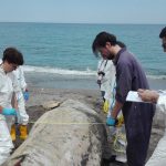 Capodogli spiaggiati in Sicilia, Greenpeace: “Il mare ci sta mandando un segnale di allarme” [GALLERY]
