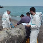 Capodogli spiaggiati in Sicilia, Greenpeace: “Il mare ci sta mandando un segnale di allarme” [GALLERY]
