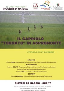 capriolo aspromonte