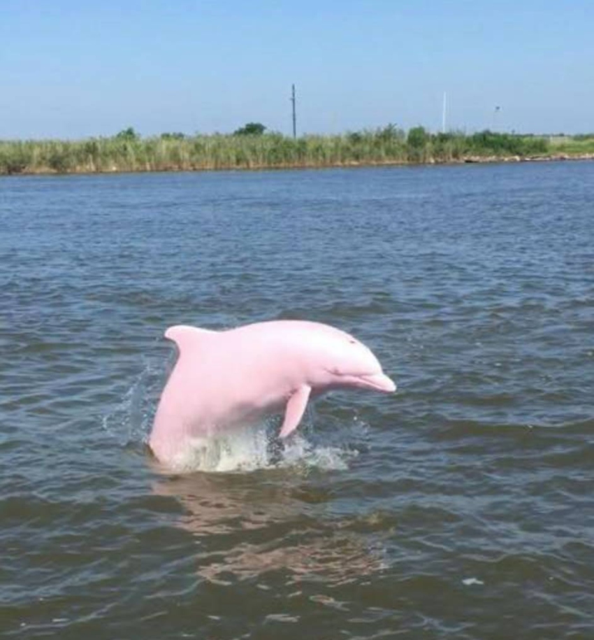 delfino rosa