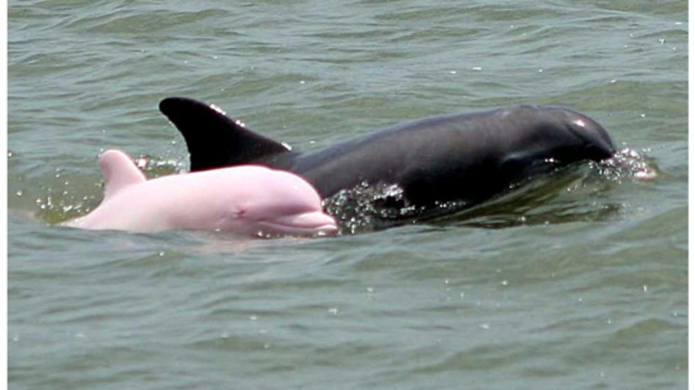 delfino rosa