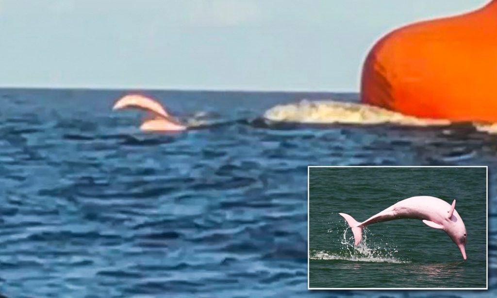 delfino rosa