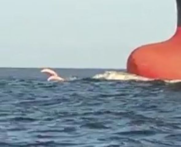 delfino rosa