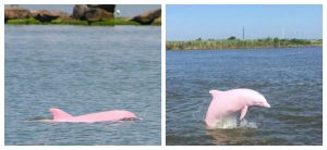 delfino rosa