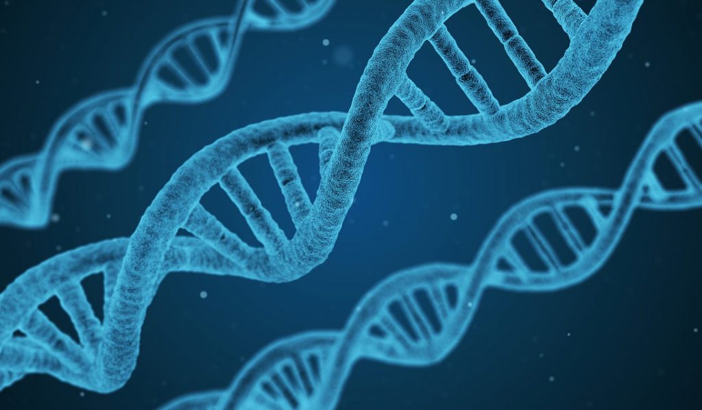 dna genetica