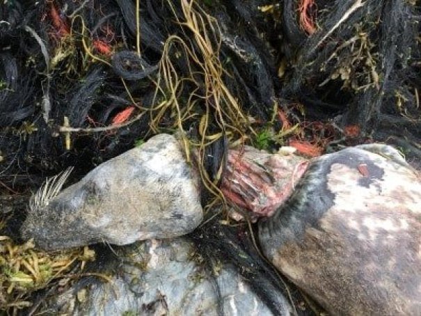 foca impigliata