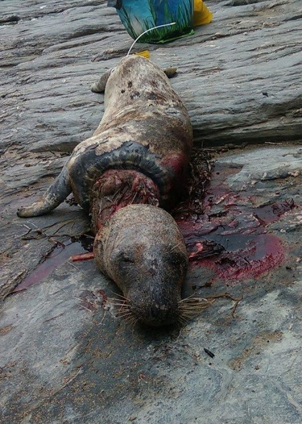 foca impigliata