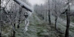 gelate campi agricoltura