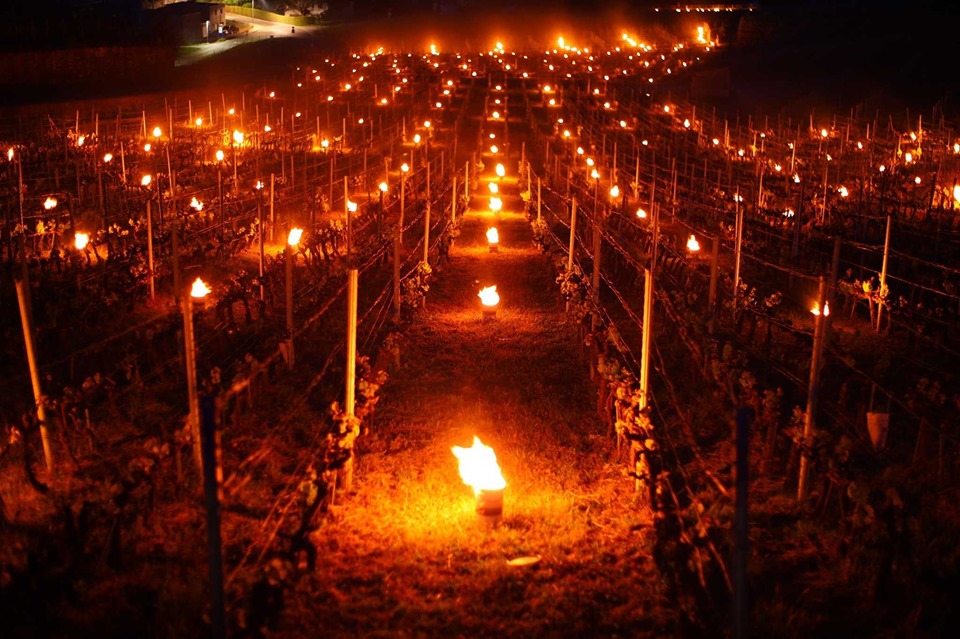 gelo vigneti
