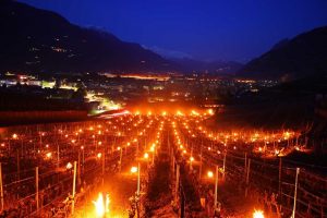 gelo vigneti