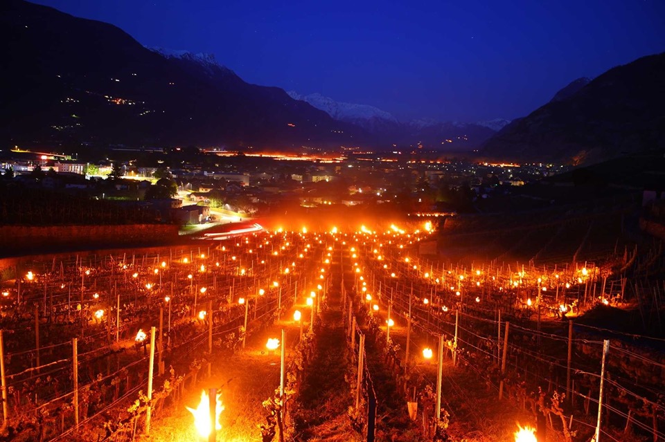 gelo vigneti