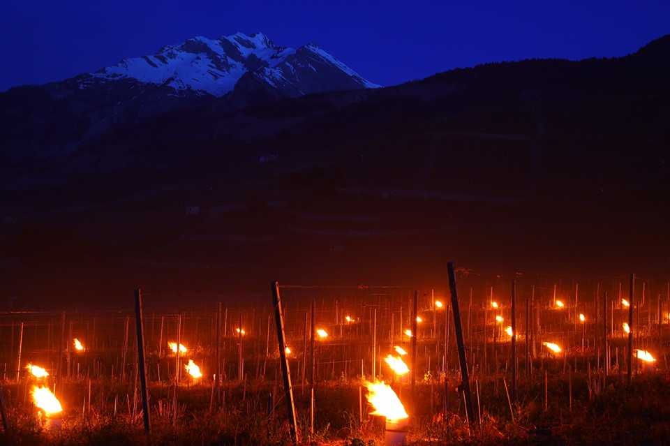 gelo vigneti