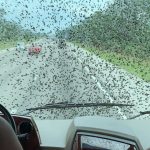 Invasione di maggiolini in Florida: milioni di insetti per la “peggior stagione di sempre” [FOTO e VIDEO]