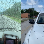Invasione di maggiolini in Florida: milioni di insetti per la “peggior stagione di sempre” [FOTO e VIDEO]