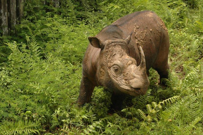 rinoceronte sumatra