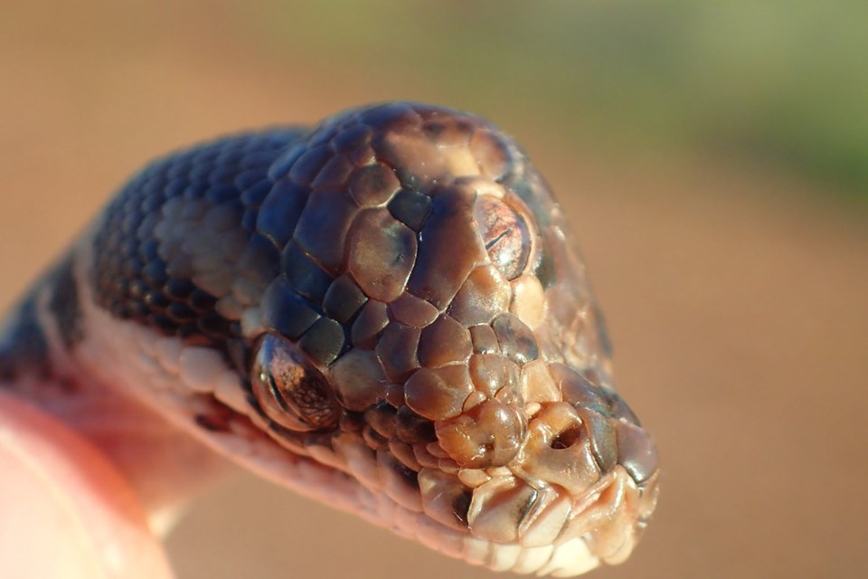 serpente 3 occhi