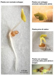 sviluppo piante